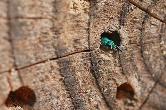 Traitement bois xylophages