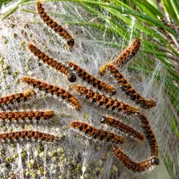 Chenilles processionnaires sur une branche de pin