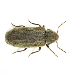 Insecte du bois vu de dessus