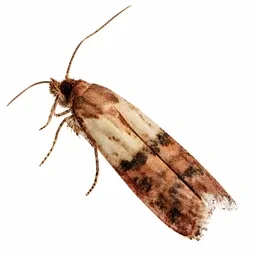 Papillon de mite vu en gros plan sur fond blanc