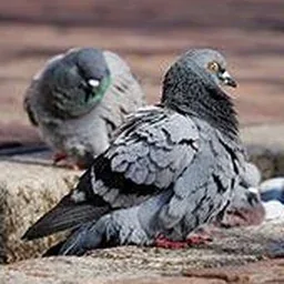 Deux pigeons sur un muret