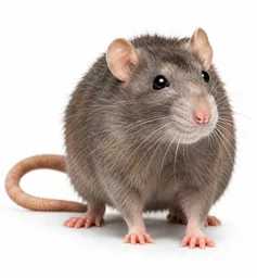 Rat gris vu de profil